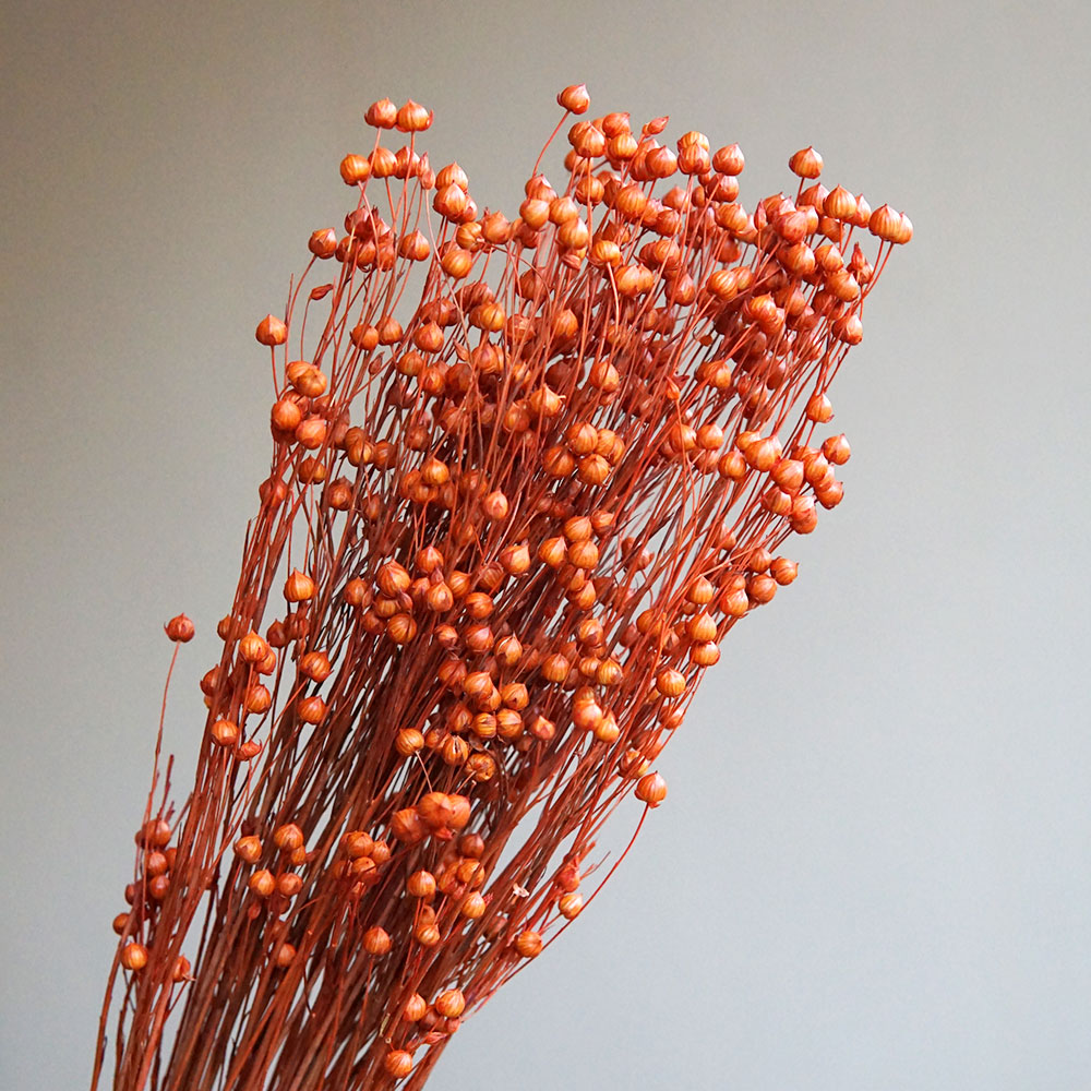 35g/Preserved Ormosia Hosiei N - Dried Flower Bulk avis et prix