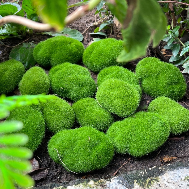 5/30pcs Simulation Moss Stone  - Terrarium Moss Art avis et prix