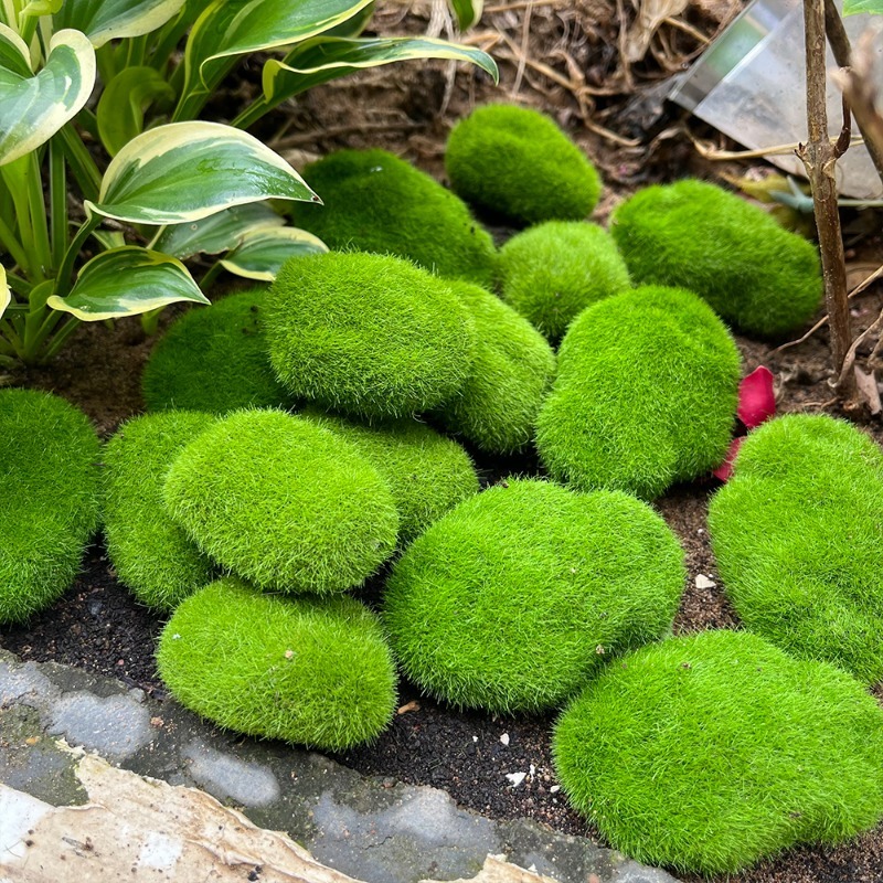 5/30pcs Simulation Moss Stone  - Terrarium Moss Art avis et prix