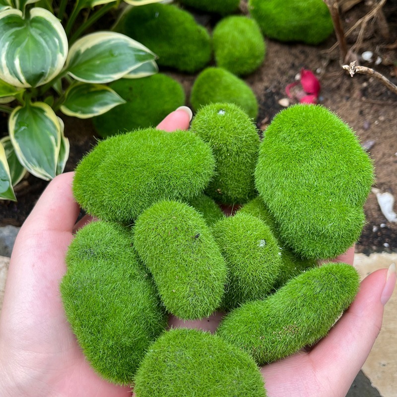 5/30pcs Simulation Moss Stone  - Terrarium Moss Art avis et prix