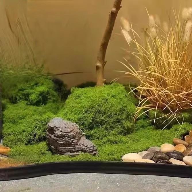 200g Eternal Life Moss DIY Cra - Terrarium Moss Art avis et prix