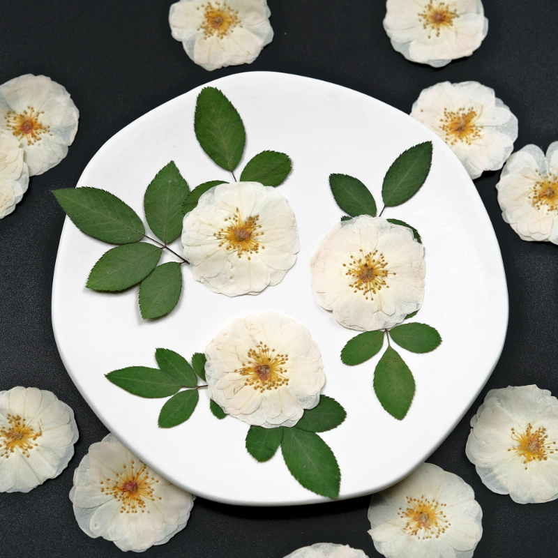 6pcs,9pcs,Nature White Rose Pr - Dried Flower Bulk avis et prix