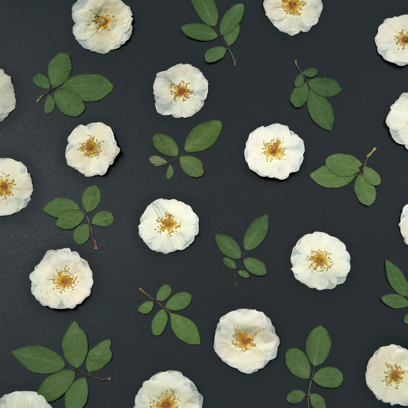 6pcs,9pcs,Nature White Rose Pr - Dried Flower Bulk avis et prix