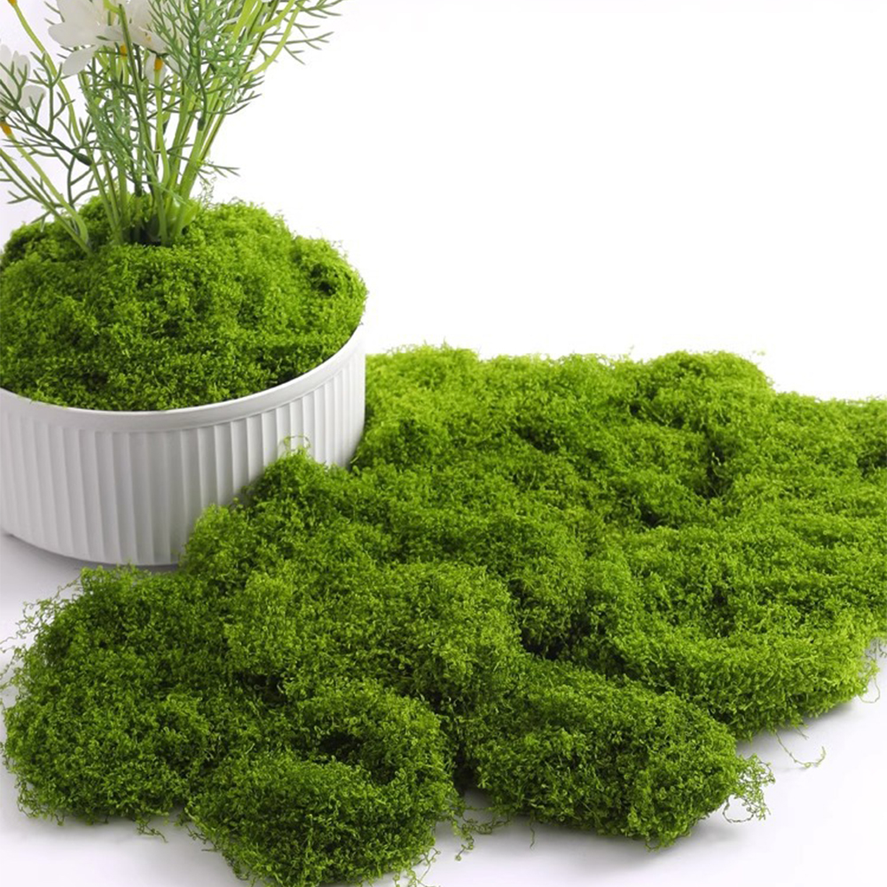 20/40/100g Eternal Life Moss D - Terrarium Moss Art avis et prix