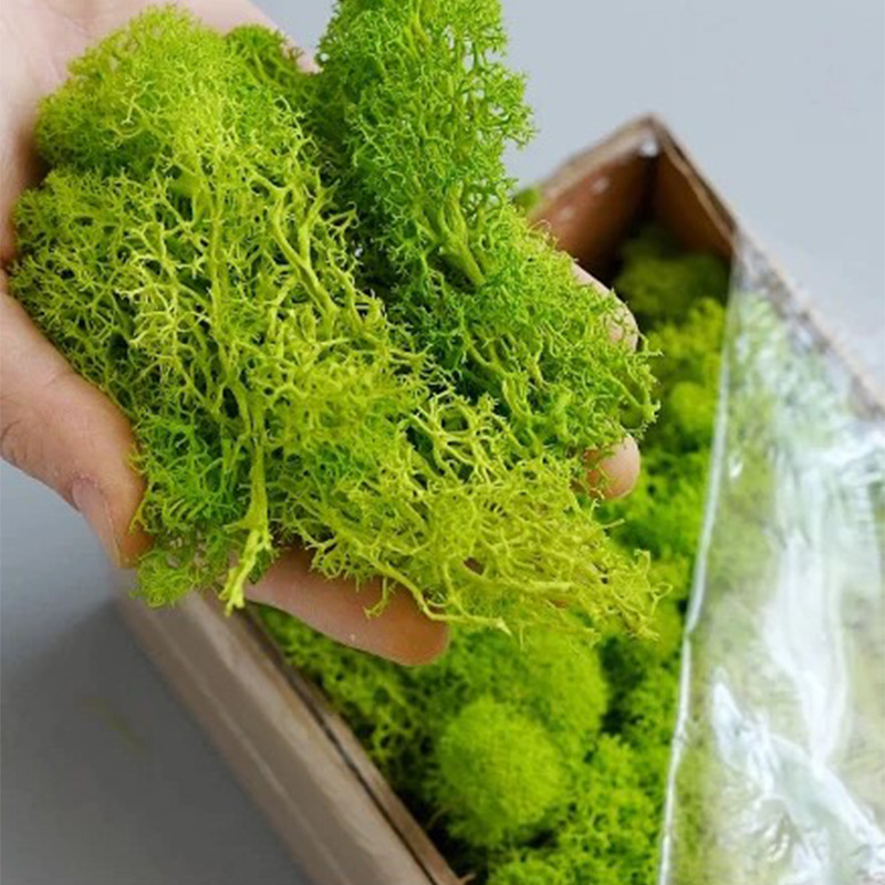 20/40/100g Eternal Life Moss D - Terrarium Moss Art avis et prix
