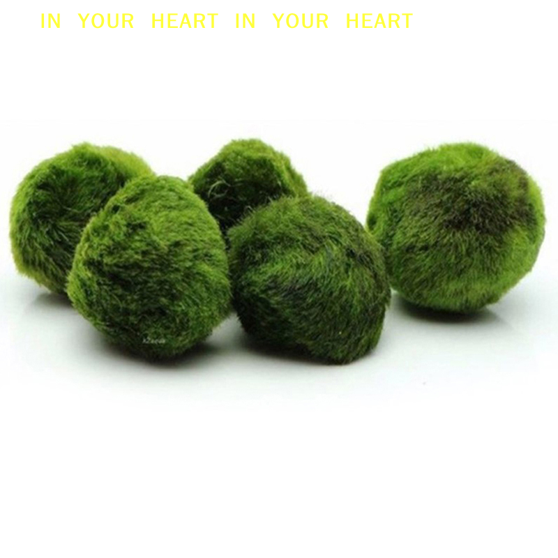 【X】3-4cm Marimo Moss Balls Liv - Terrarium Moss Art avis et prix