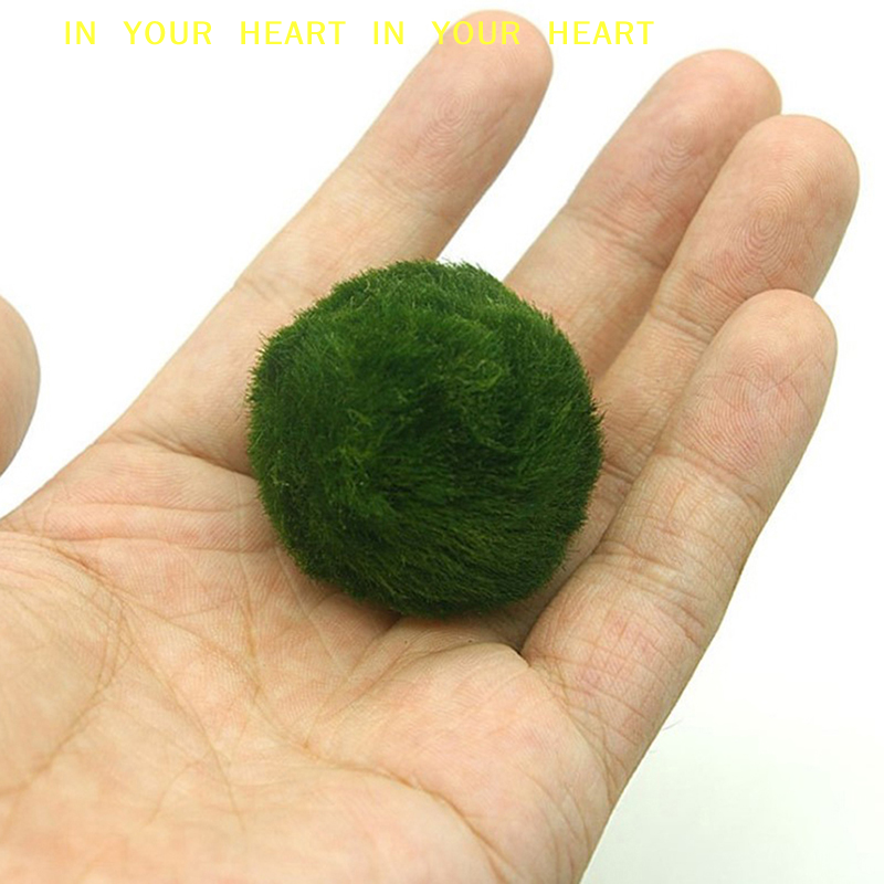 【X】3-4cm Marimo Moss Balls Liv - Terrarium Moss Art avis et prix