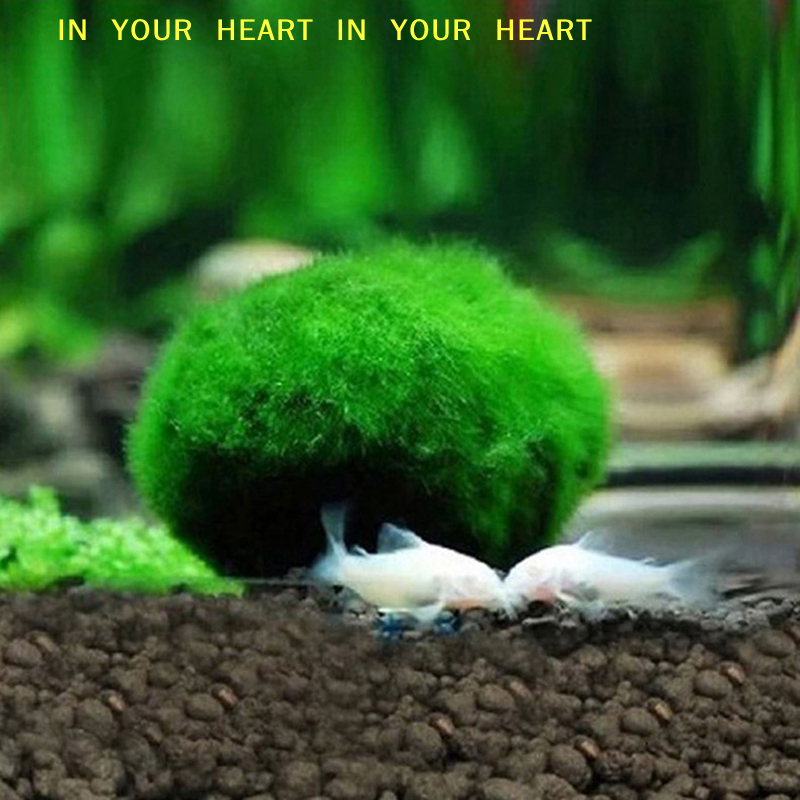 【X】3-4cm Marimo Moss Balls Liv - Terrarium Moss Art avis et prix