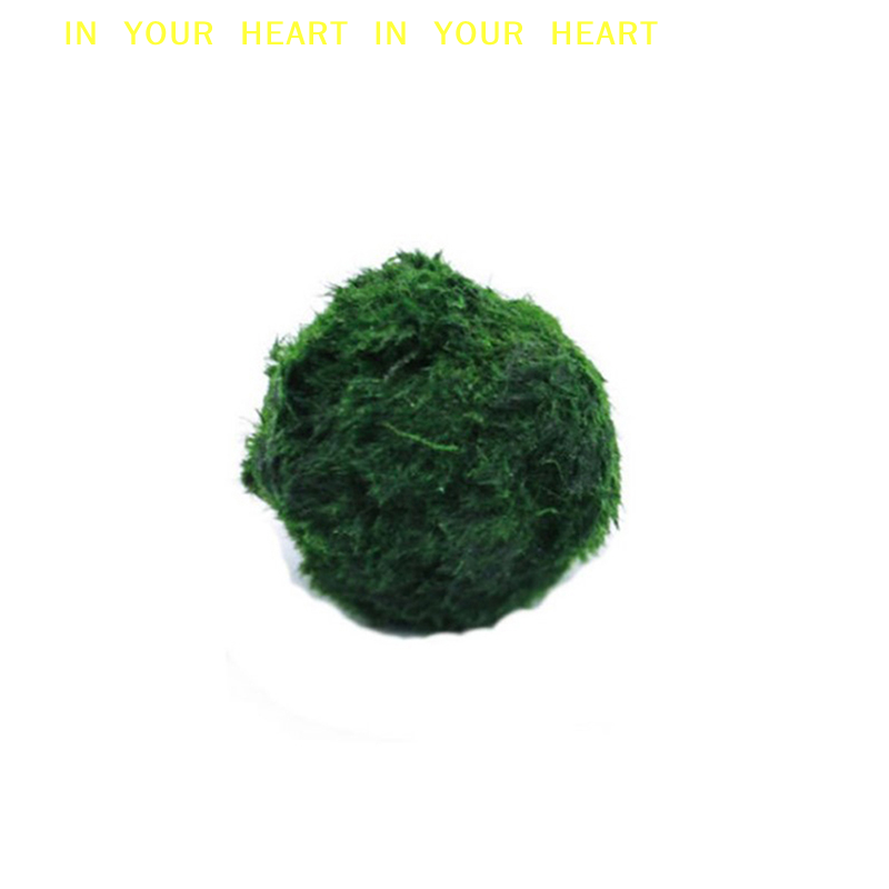 【X】3-4cm Marimo Moss Balls Liv - Terrarium Moss Art avis et prix