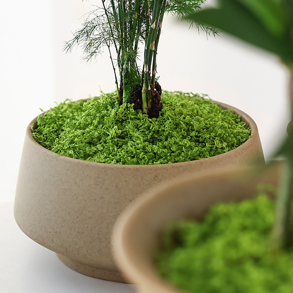 about 20g Artificial Green Pla - Terrarium Moss Art avis et prix