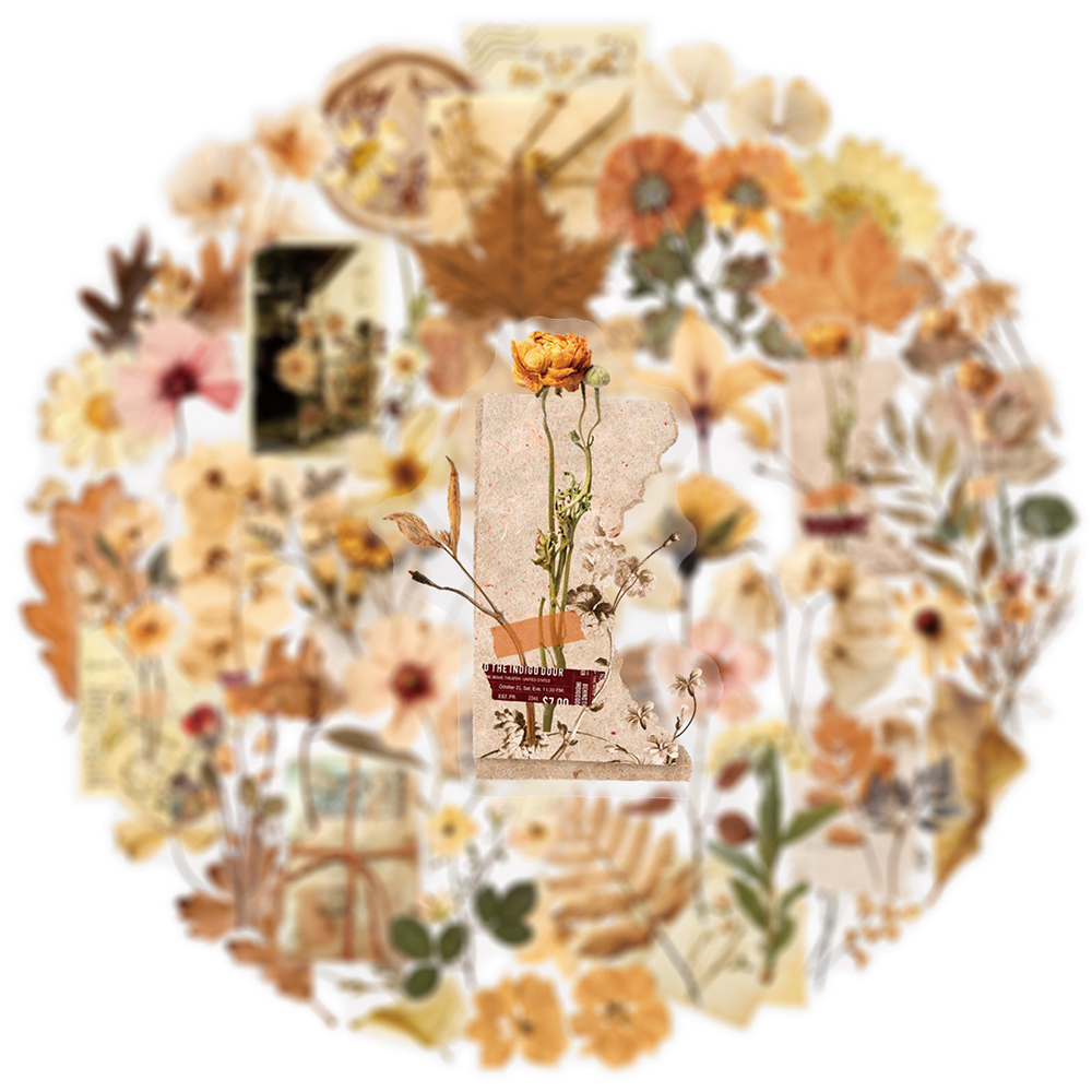 10/30/50pcs Transparent Dried  - Dried Flower Bulk avis et prix